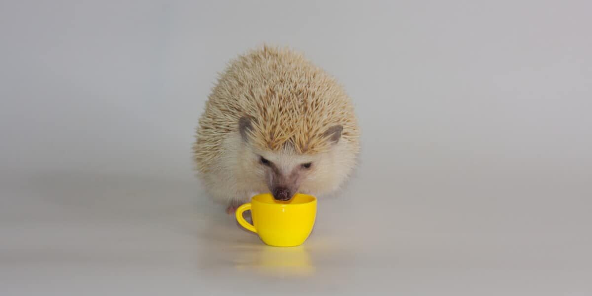 Is It Safe for a Hedgehog to Use a Water Bottle? Water Bottle vs. Bowl